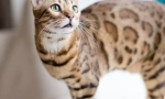 Bengálská kočka (foto): malá kopie leoparda